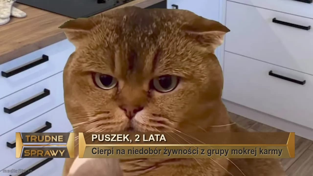 Puszek, 2 lata 
Cierpi na niedobór żywności z grupy mokrej karmy