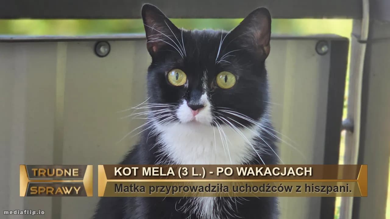 Kot MELA (3 l.) - Po wakacjach
Matka przyprowadziła uchodźców z hiszpani.