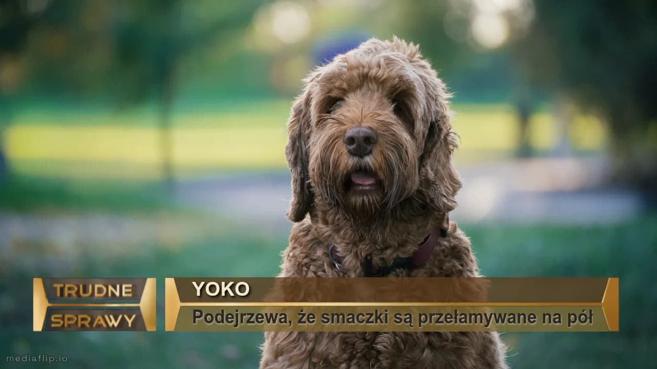 YOKO
Podejrzewa, że smaczki są przełamywane na pół