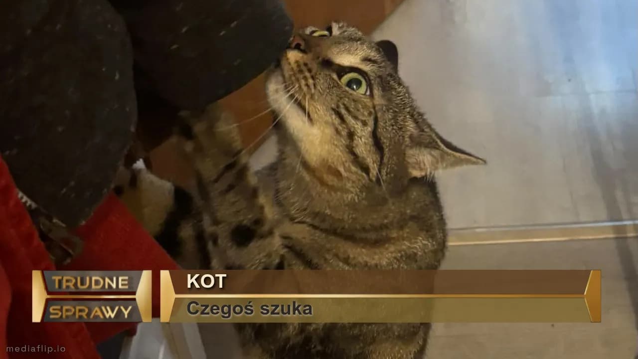 Kot
Czegoś szuka