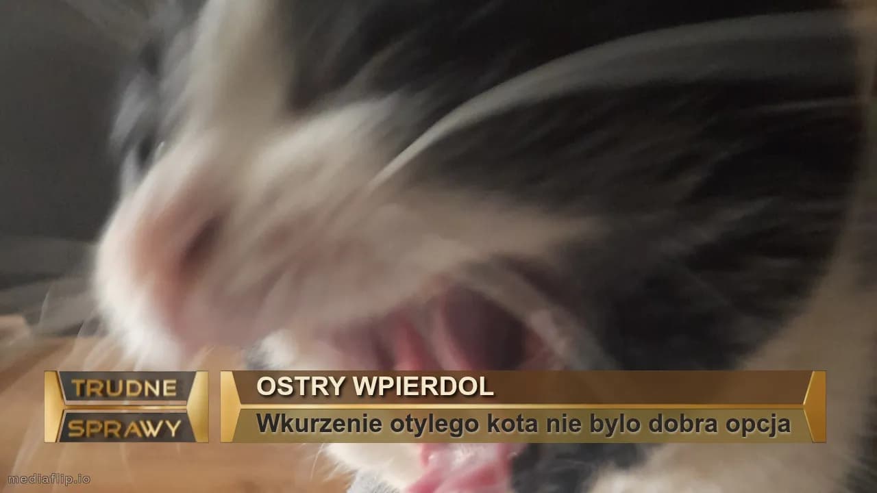 OSTRY WPIERDOL
Wkurzenie otylego kota nie bylo dobra opcja