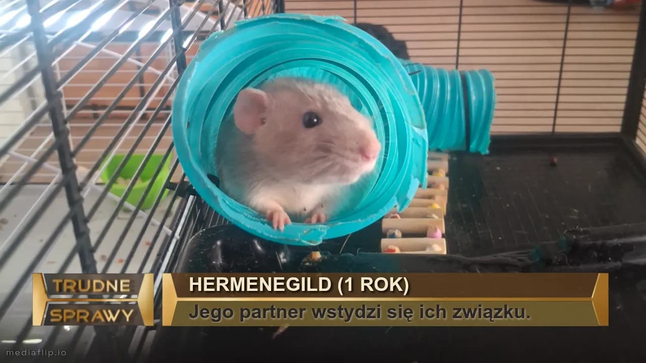 Hermenegild (1 rok)
Jego partner wstydzi się ich związku.