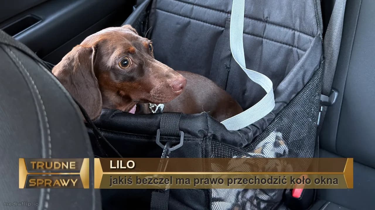 Lilo
jakiś bezczel ma prawo przechodzić koło okna