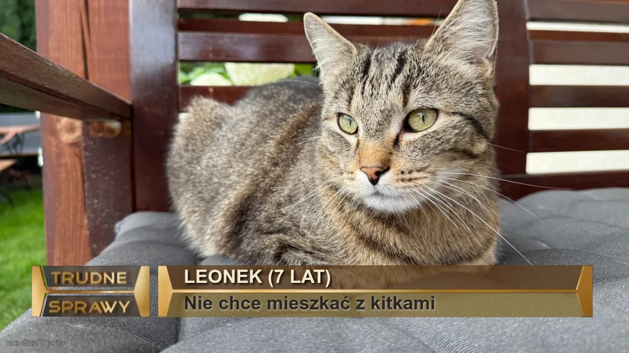 Leonek (7 lat)
Nie chce mieszkać z kitkami