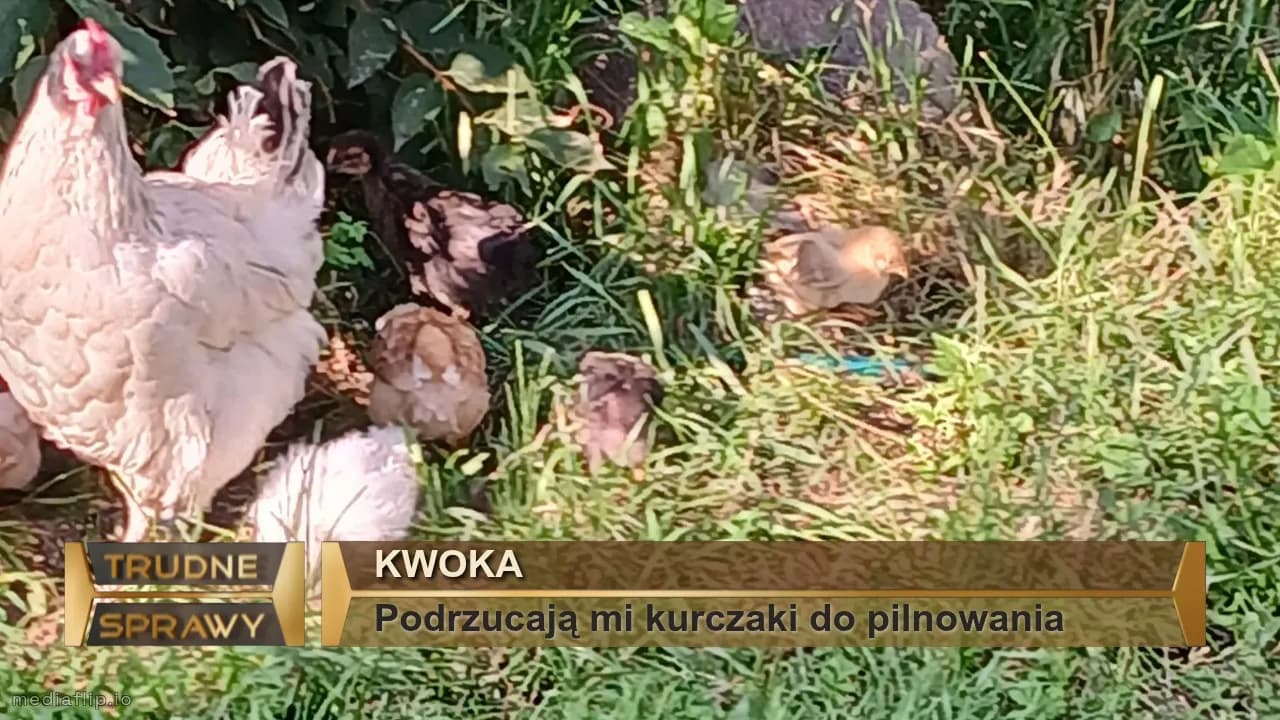 Kwoka
Podrzucają mi kurczaki do pilnowania