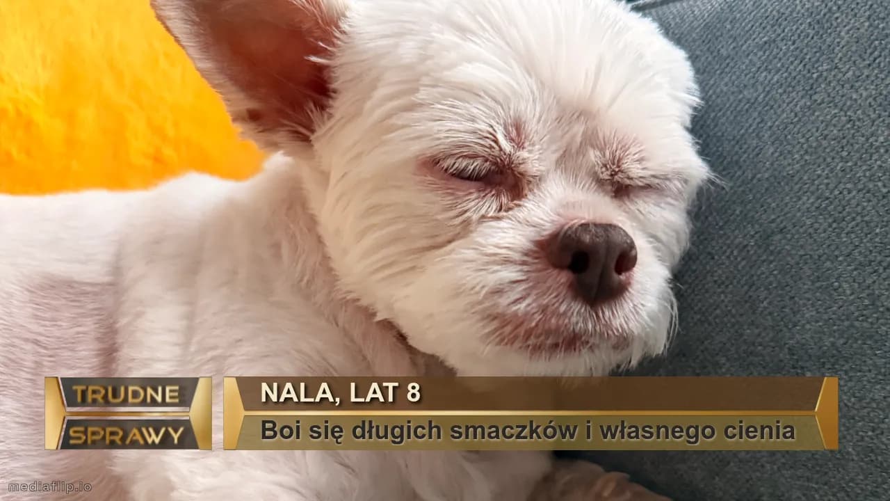 Nala, lat 8
Boi się długich smaczków i własnego cienia 