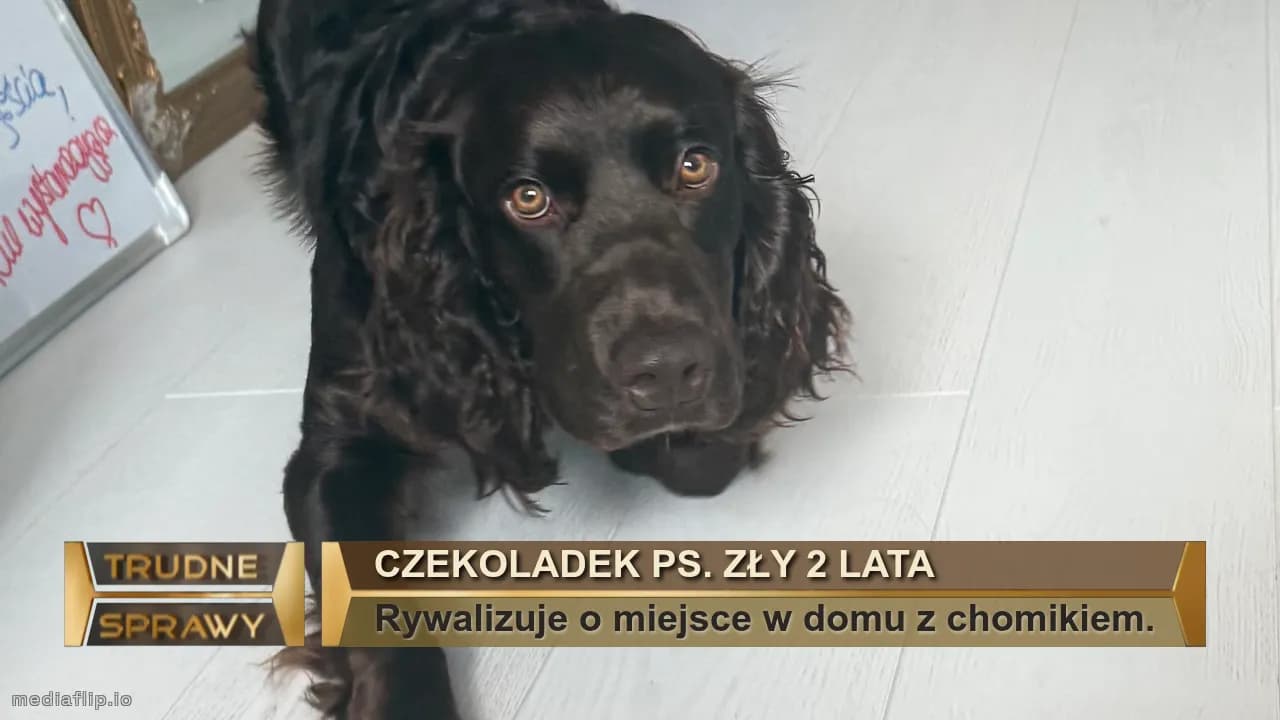Czekoladek ps. Zły 2 lata
Rywalizuje o miejsce w domu z chomikiem.