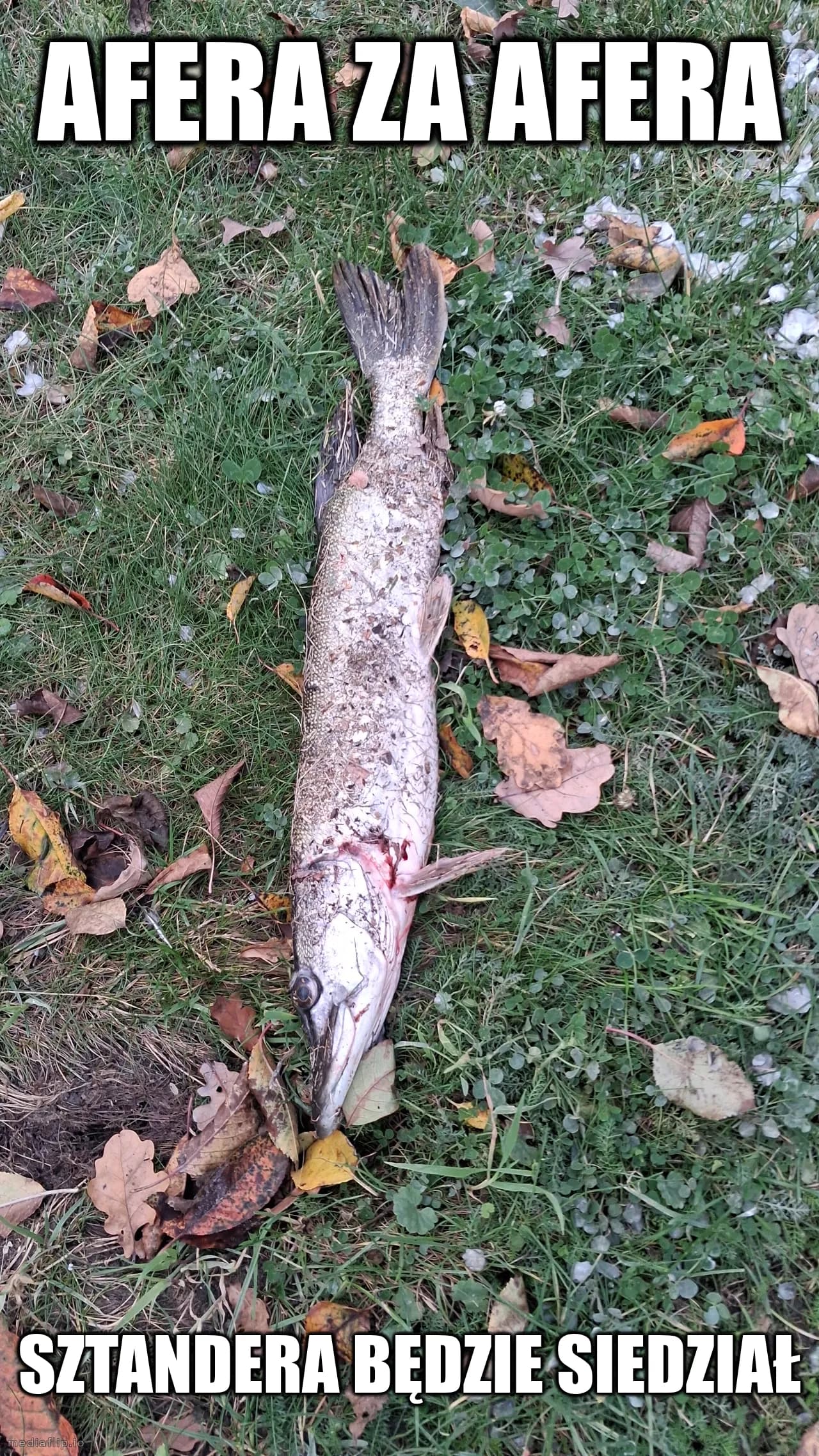 Afera za afera
Sztandera będzie siedział